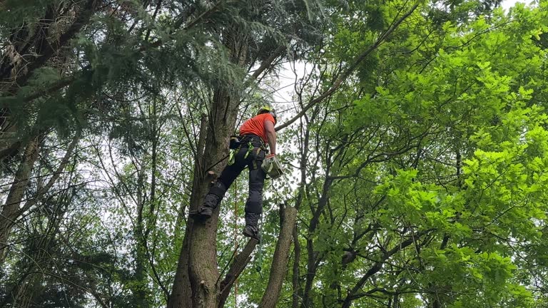 Professional Tree Removal and Landscaping Services in Shullsburg, WI